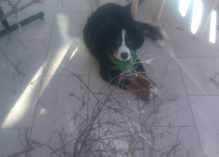 酒店 Chalet-hotel Larix 3*